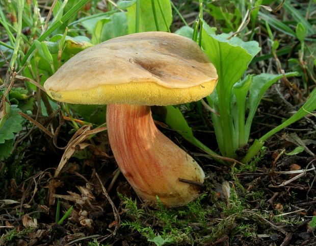 suchohríb marhuľovožltý Rheubarbariboletus armeniacus (Quél.) Vizzini, Simonini & Gelardi