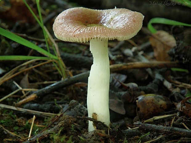 plávka  Russula sp.