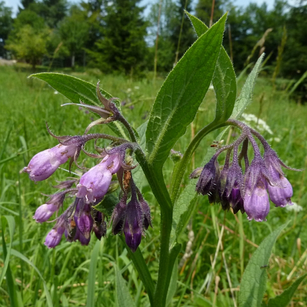 kostihoj lekársky Symphytum officinale L.