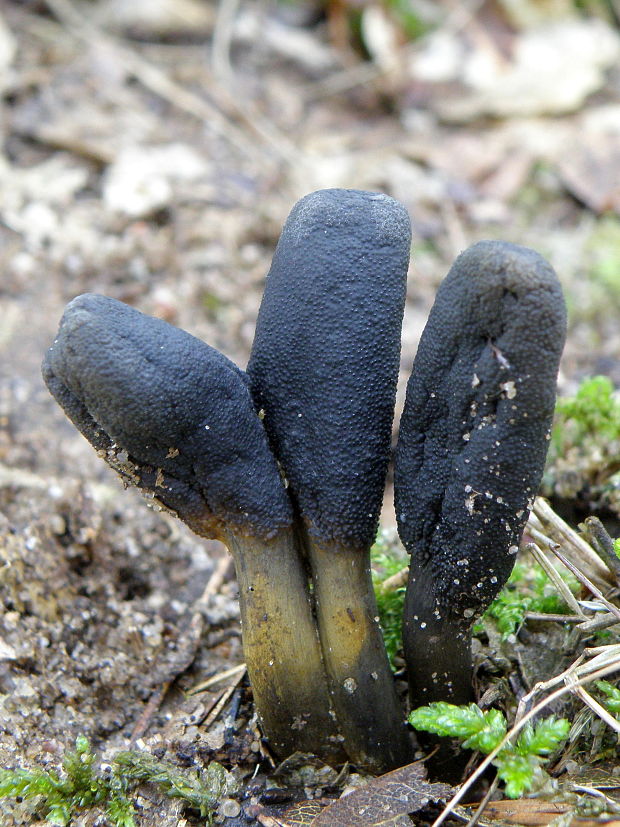 žezlovka srnková Tolypocladium ophioglossoides (J.F. Gmel.) Quandt, Kepler & Spatafora