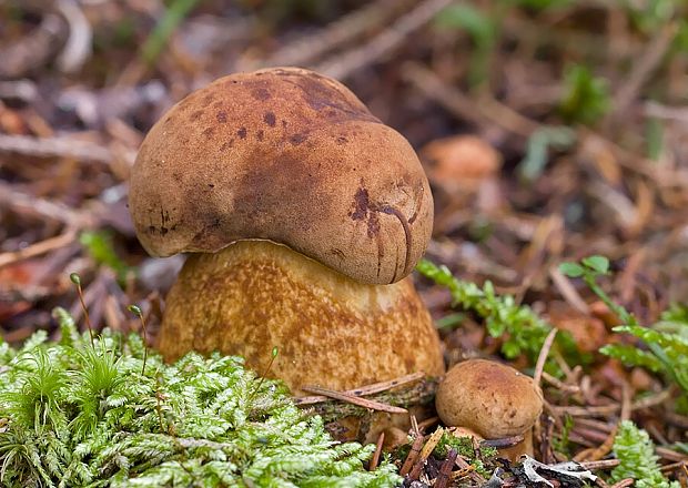 podhríb žlčový Tylopilus felleus (Bull.) P. Karst.