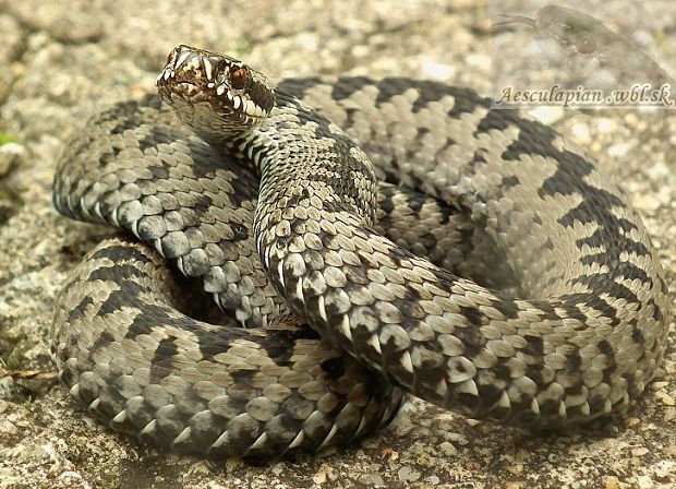 vretenica severná Vipera berus