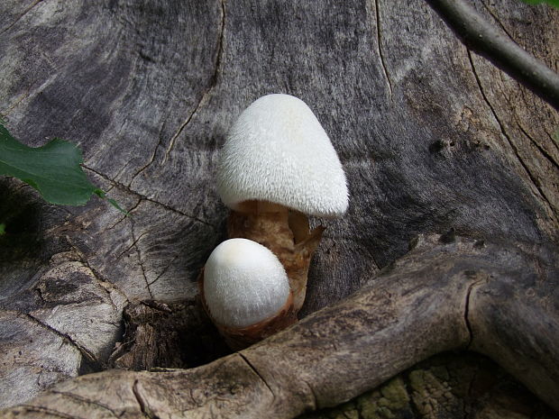 pošvovec stromový Volvariella bombycina (Schaeff.) Singer