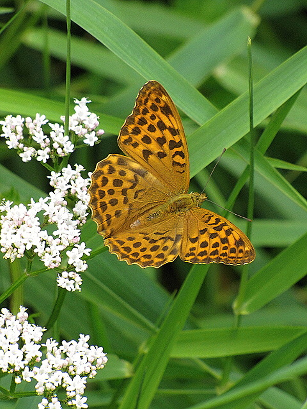 perlovec striebristopásavý