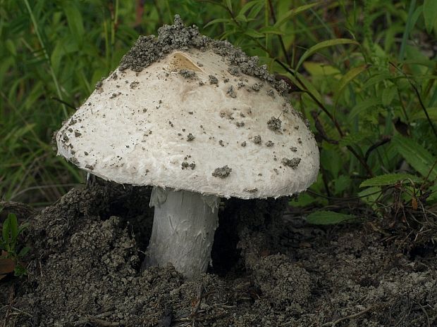 muchotrávka šiškovitá Amanita strobiliformis Gonn. & Rabenh.