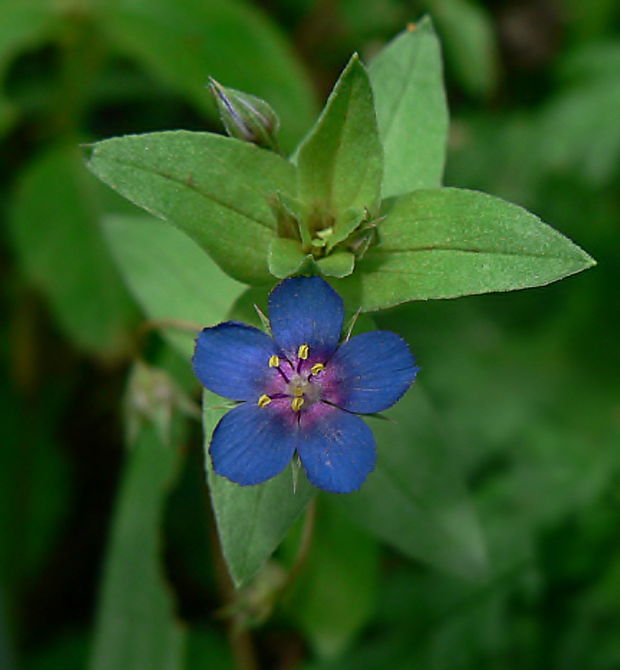 drchnička belasá Anagallis foemina Mill.