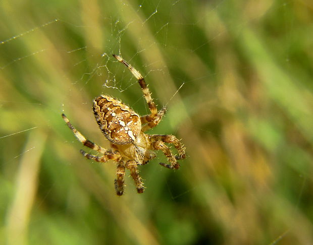 križiak obyčajný Araneus diadematus