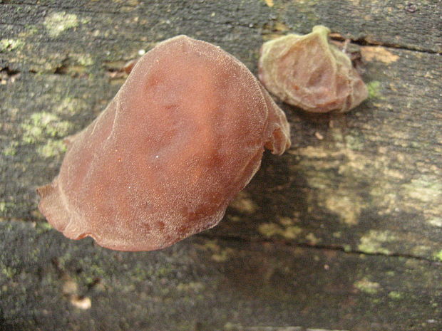 uchovec bazový Auricularia auricula-judae (Bull.) Quél.