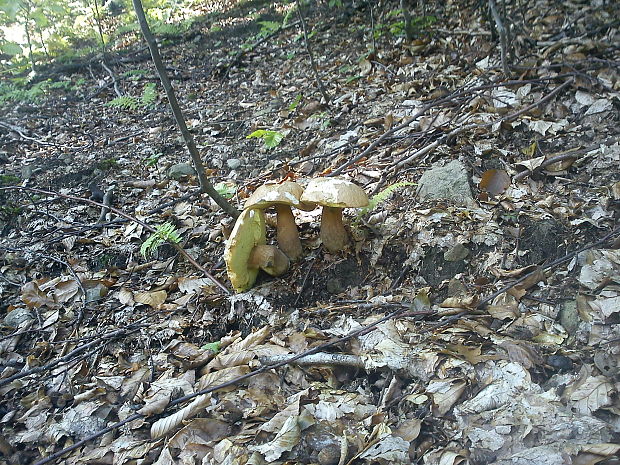 hríb dubový Boletus reticulatus Schaeff. ex Boud.