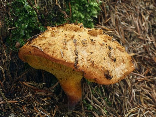 žltavec drevový Buchwaldoboletus lignicola (Kallenb.) Pilát