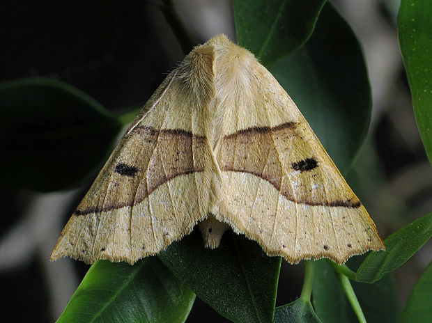 listnatka lesná Crocallis elinguaria Linnaeus, 1758