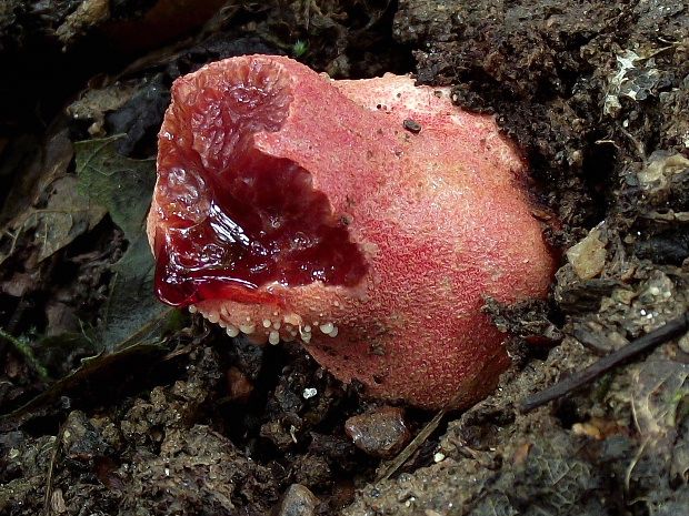 pečeňovec dubový Fistulina hepatica (Schaeff.) With.