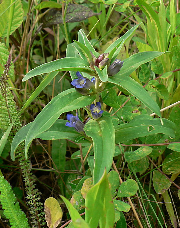 horec krížatý Gentiana cruciata L.