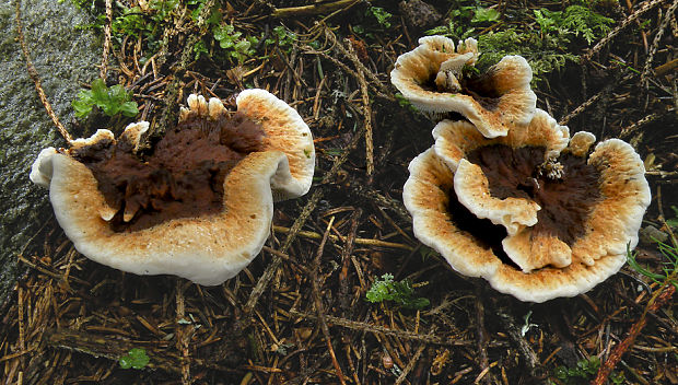 jelenkovka Hydnellum floriforme (Schaeff.) Banker