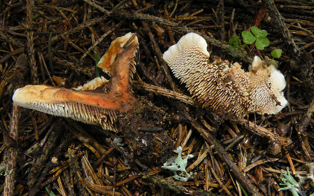 jelenkovka Hydnellum floriforme (Schaeff.) Banker