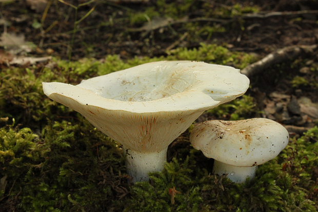 rýdzik korenistý Lactarius piperatus (L.) Pers.