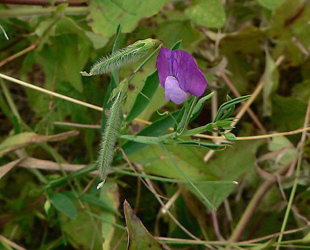 hrachor chlpatý Lathyrus hirsutus L.