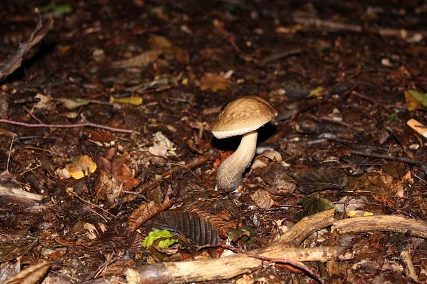 kozák hrabový Leccinum pseudoscabrum (Kallenb.) Šutara