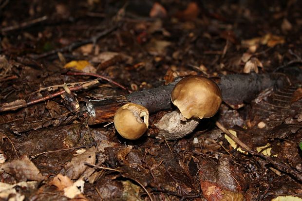 kozák hrabový Leccinum pseudoscabrum (Kallenb.) Šutara