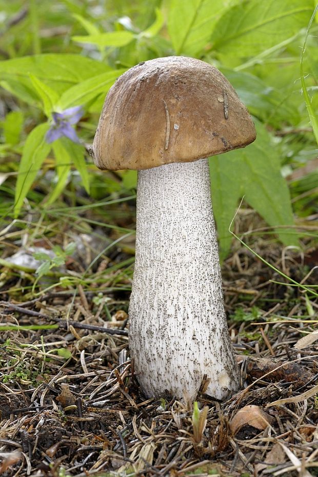 kozák brezový Leccinum scabrum (Bull.) Gray