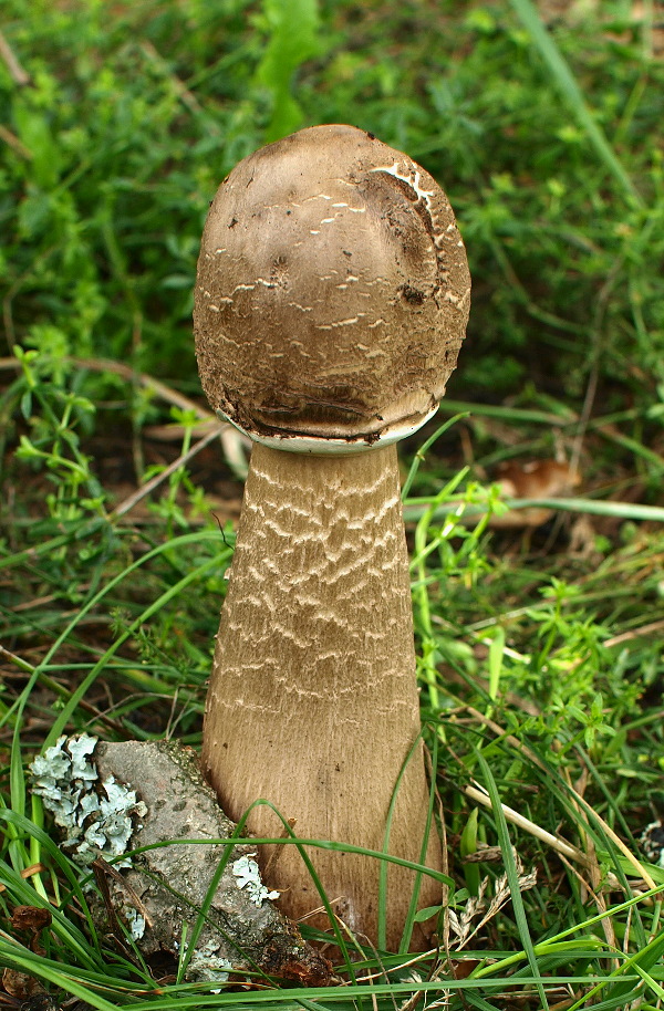 bedľa vysoká Macrolepiota procera (Scop.) Singer