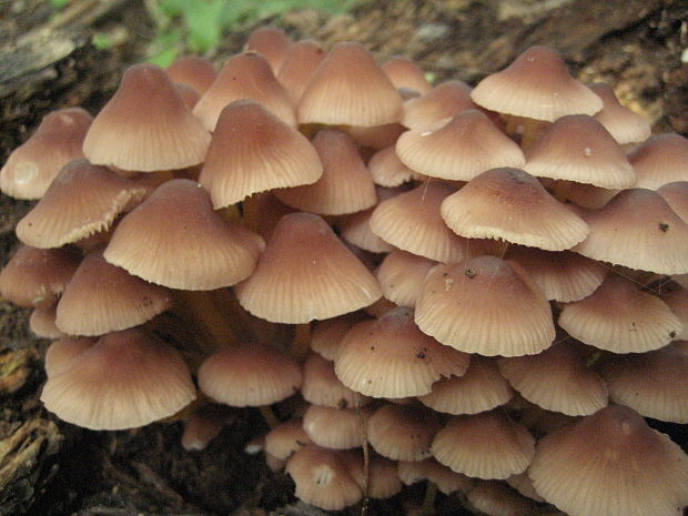 prilbička žltohlúbiková Mycena renati Quél.