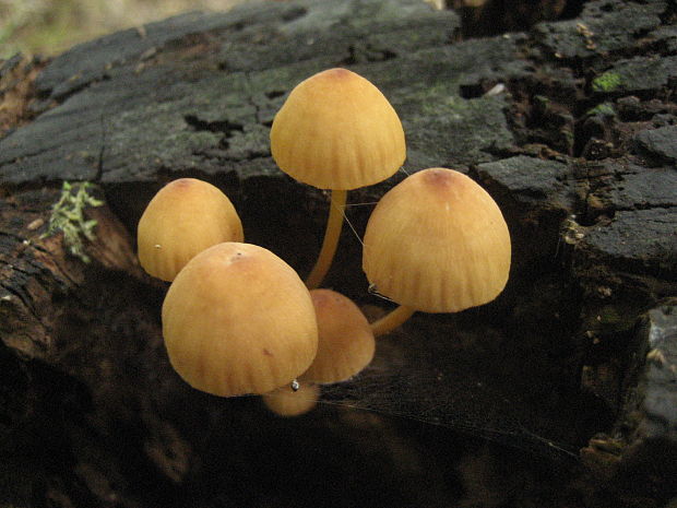 prilbička žltohlúbiková Mycena renati Quél.