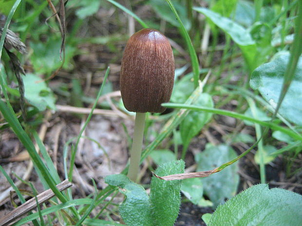 hnojník Parasola sp.