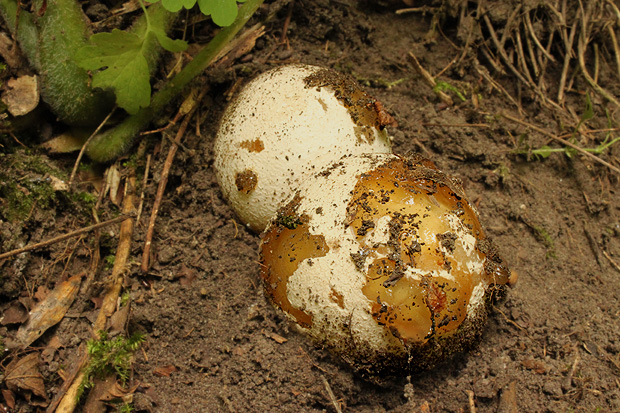 hadovka smradľavá Phallus impudicus L.