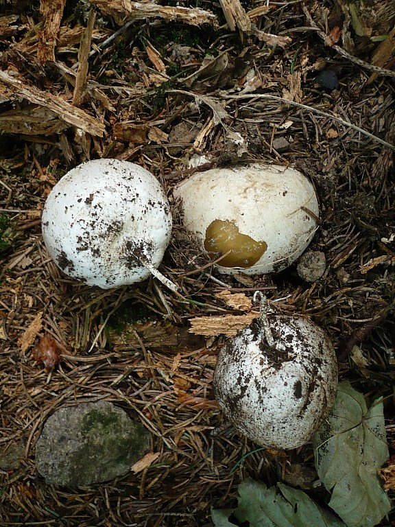 hadovka smradľavá Phallus impudicus L.