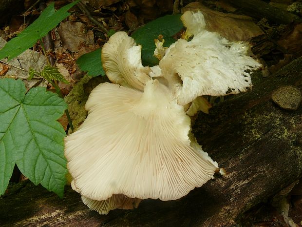 hlíva ústřičná - Hliva ustricovitá Pleurotus ostreatus  (Jacq.) P. Kumm.