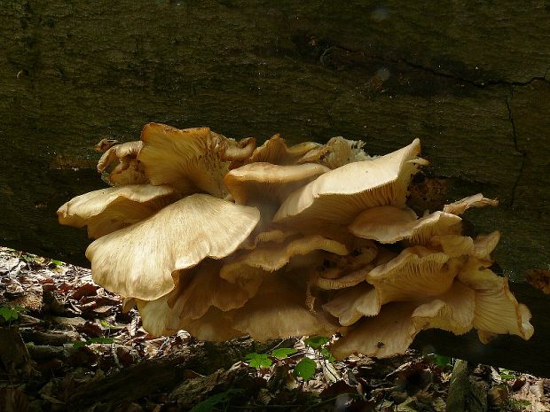 hlíva ústřičná - Hliva ustricovitá Pleurotus ostreatus (Jacq.) P. Kumm.