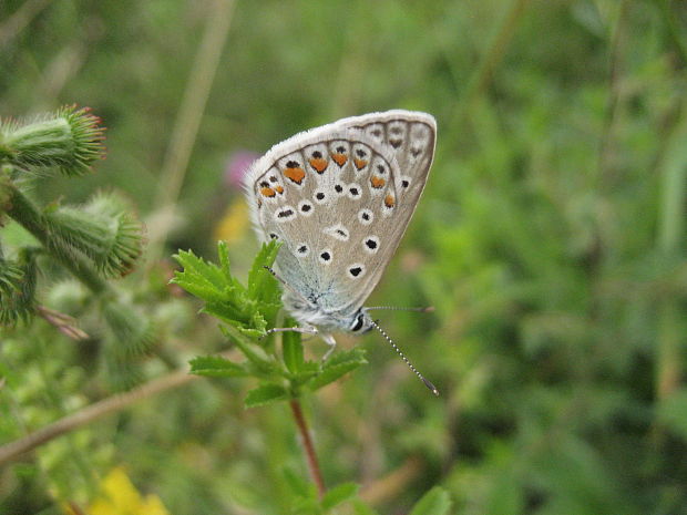 modráčik obyčajný Polyommatus icarus