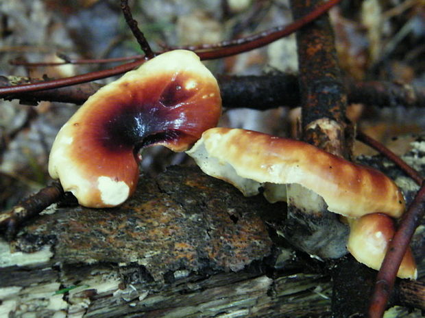 trúdnik tmavohlúbikový Royoporus badius (Pers.) A.B. De