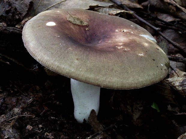 plávka Russula sp.