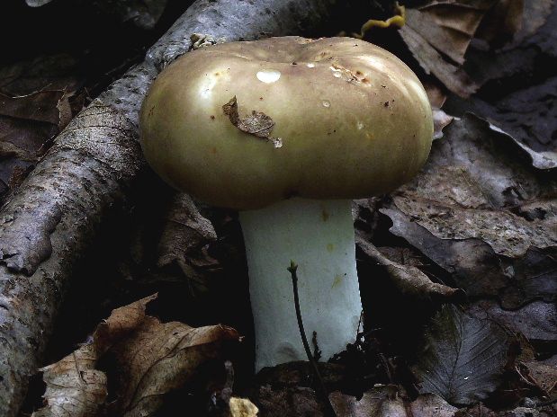 plávka Russula sp.