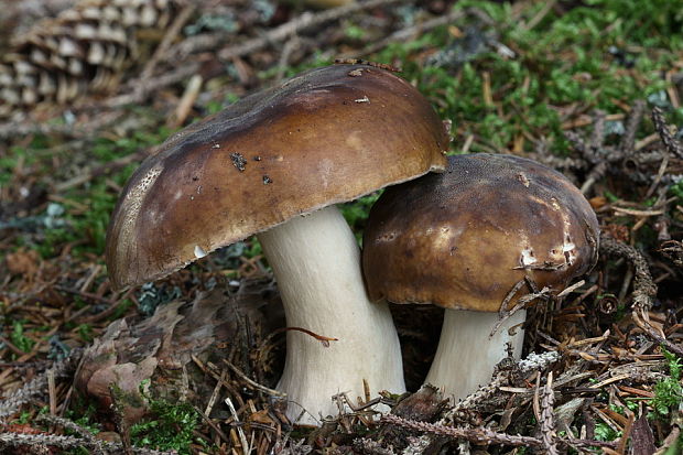 plávka Russula sp.