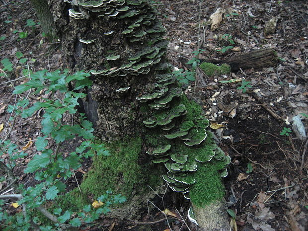 pevník chlpatý Stereum hirsutum (Willd.) Pers.