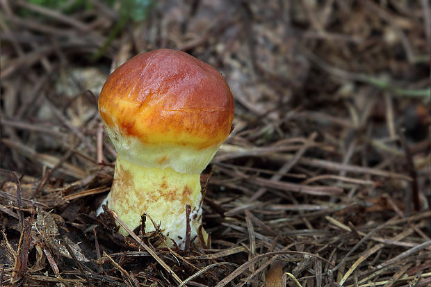 masliak smrekovcový Suillus grevillei (Klotzsch) Singer