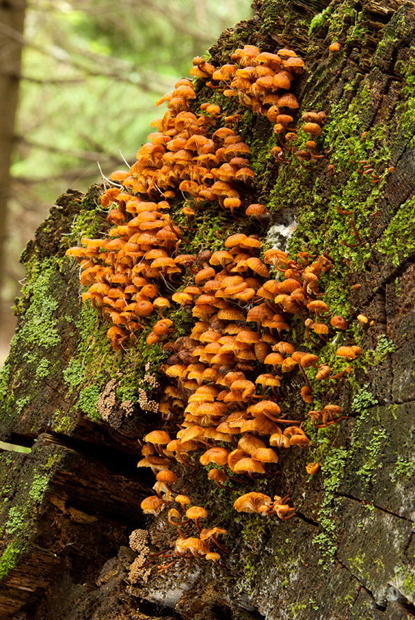 tanečnička zvončekovitá Xeromphalina campanella (Batsch) Maire