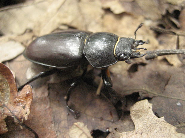 roháč veľký lucanus cervus