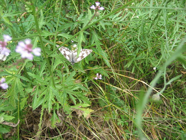 očkáň timotejkový melanargia galathea