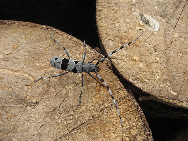 fúzač alpský rosalia alpina