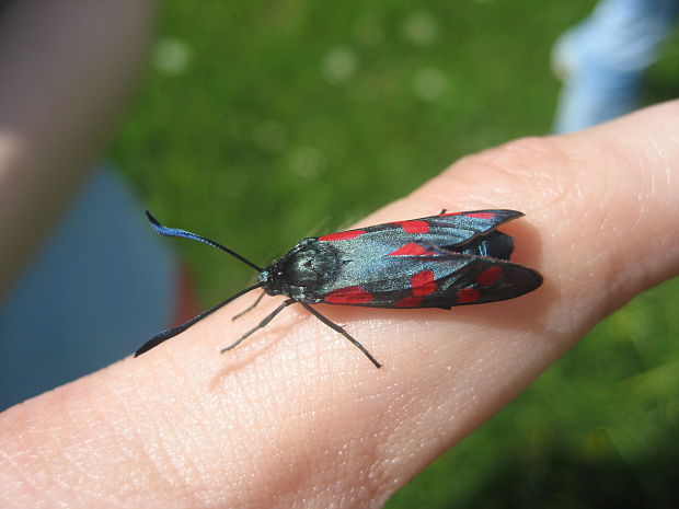 vretienka obyčajná zygaena filipendulae