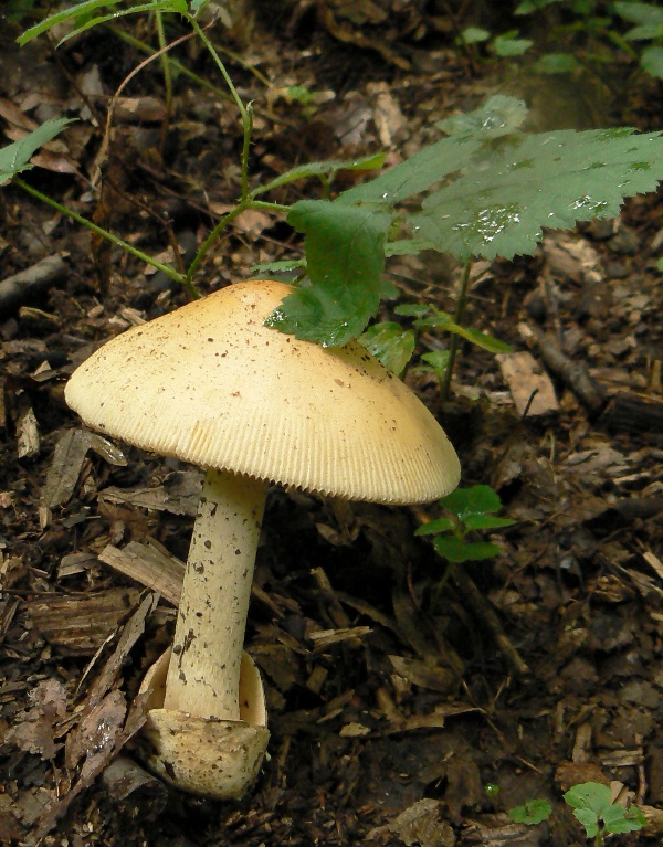 muchotrávka oranžová Amanita crocea (Quél.) Singer