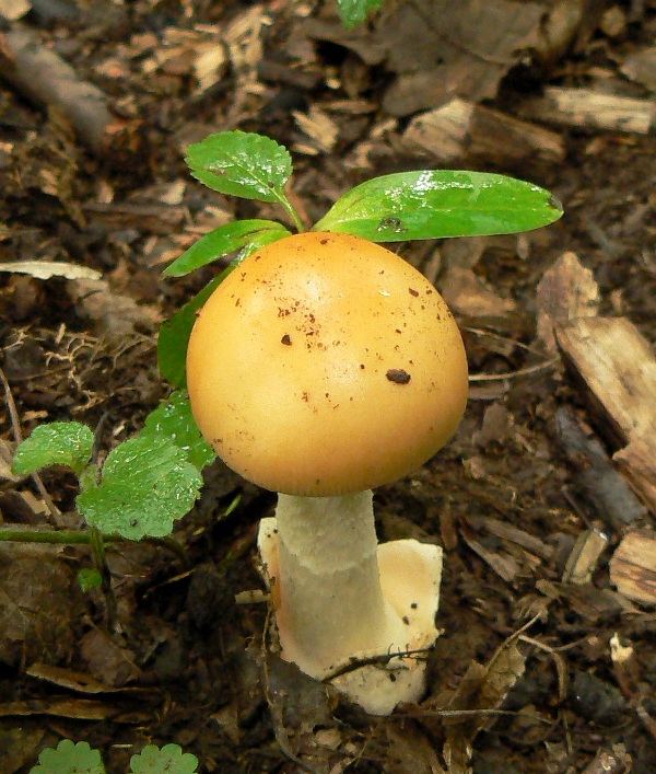 muchotrávka oranžová Amanita crocea (Quél.) Singer