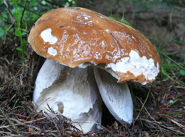 hríb smrekový Boletus edulis Bull.