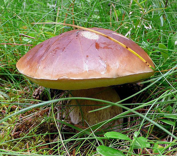 hríb smrekový Boletus edulis Bull.