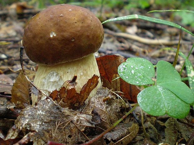 hríb dubový Boletus reticulatus Schaeff.