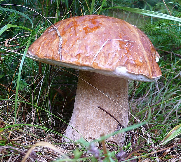 hríb dubový Boletus reticulatus Schaeff.